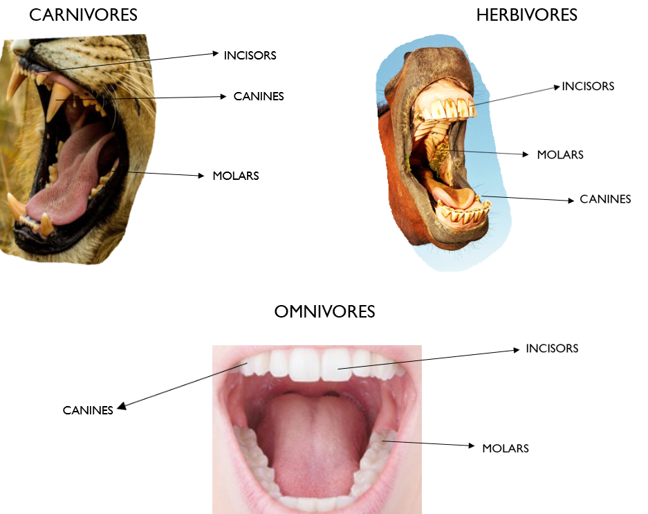 omnivores teeth