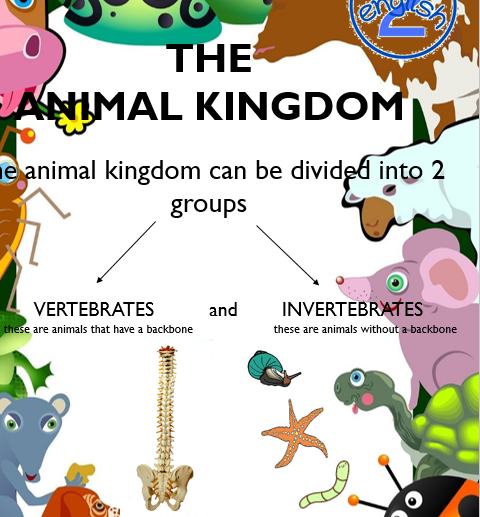 ANIMAL KINGDOM - 2 English Teachers